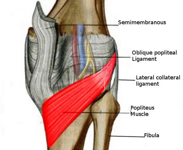 poplitues muscle knee pain oakville chiropractor treatment