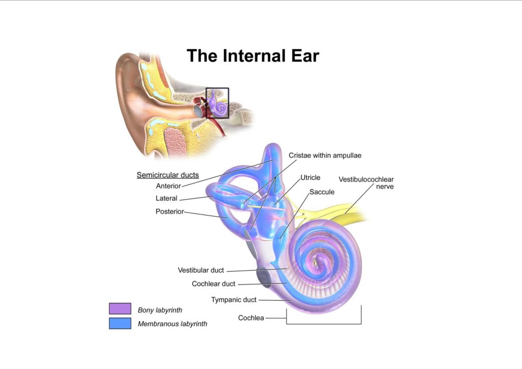 oakville chiropractor inner ear vertigo picture of ear canal 