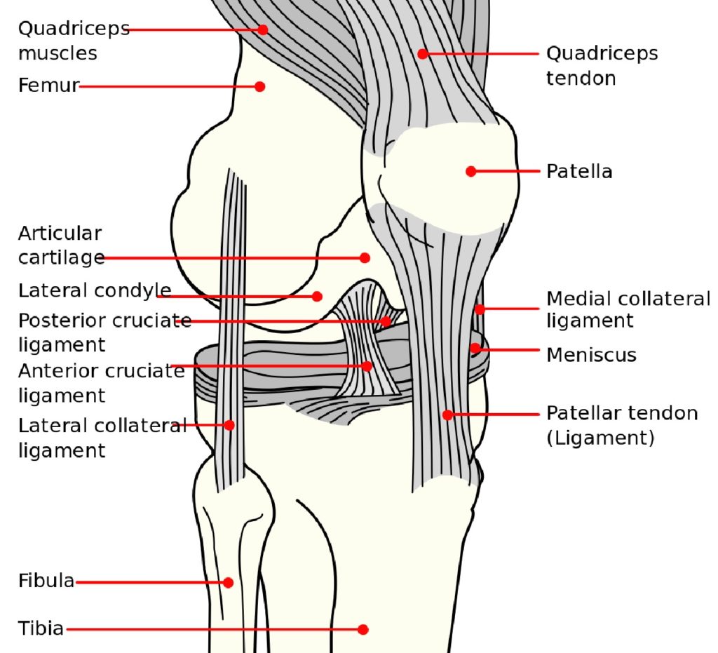 knee joint anatomy diagram 