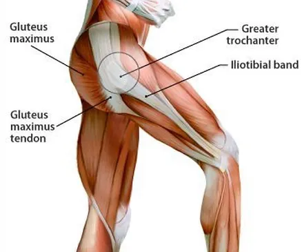 drawing of hip anatomy. you can see the muscles and the joints of the hip.
