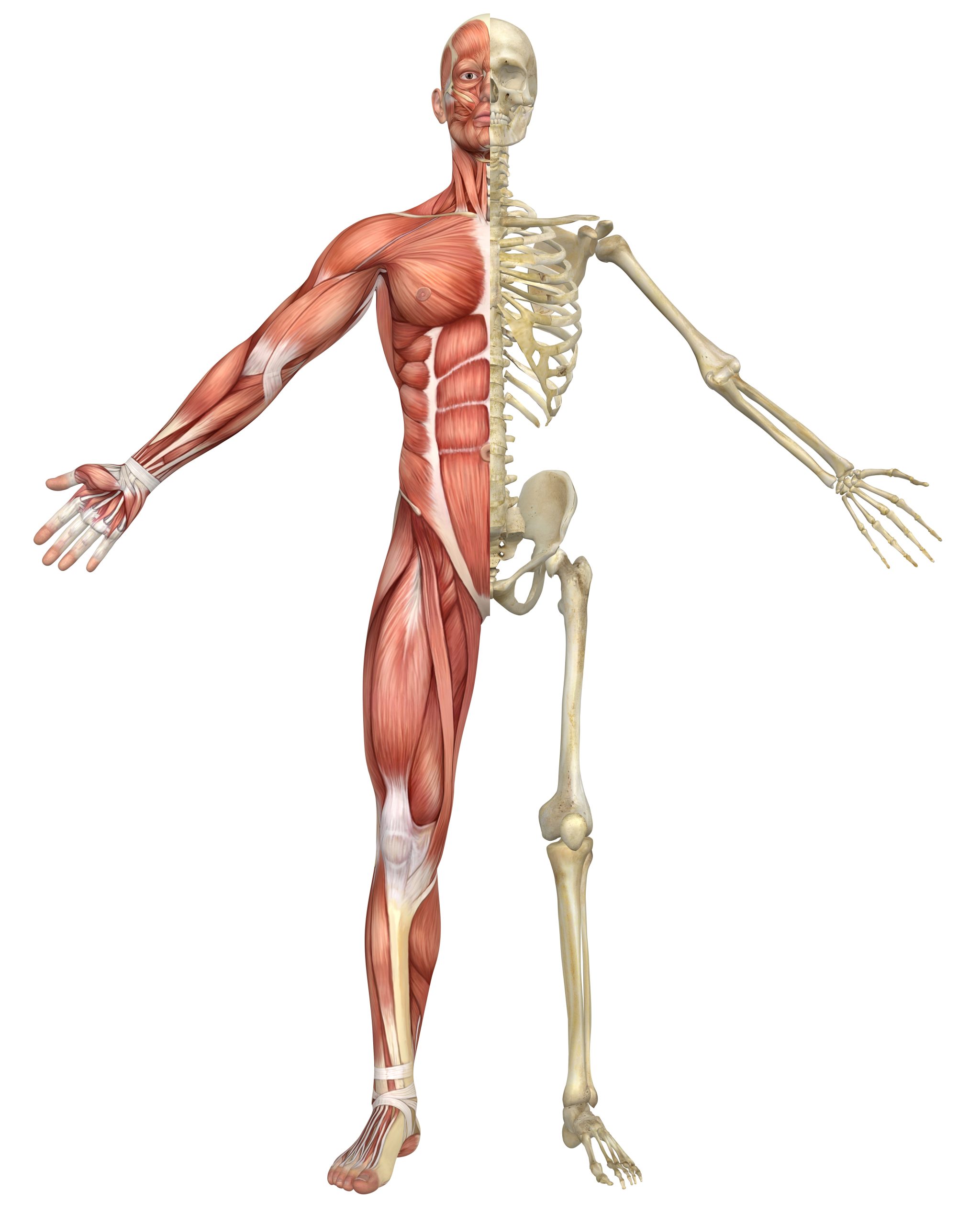 Front-view anatomical illustration showing half of the human body’s muscular system and half of the skeletal system.